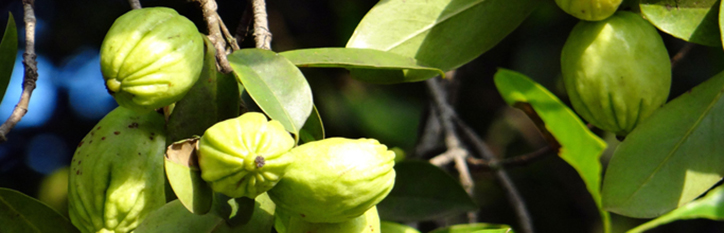 Garcinia Cambogia Minska vikten med hjälp av Garcinia Cambogia